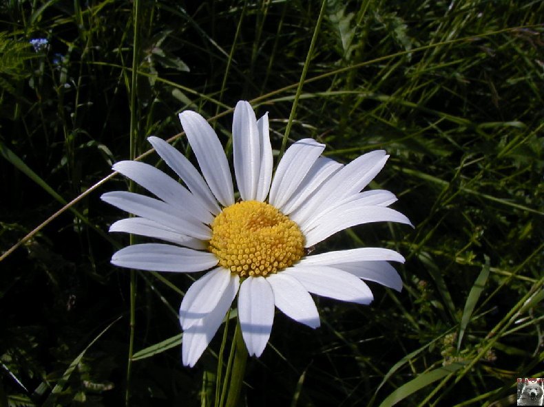 Fleurs de nos champs 0140