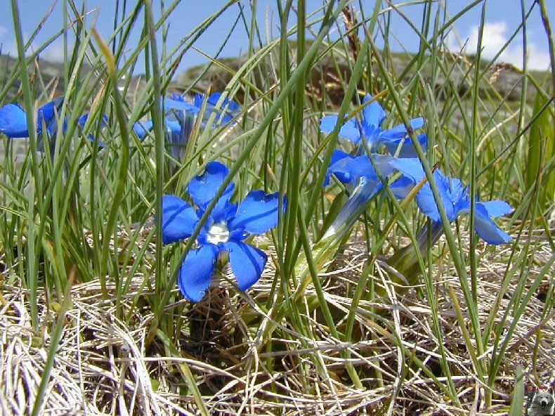 Fleurs de nos champs 0144