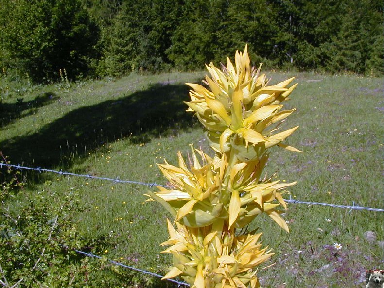 Fleurs de nos champs 0147