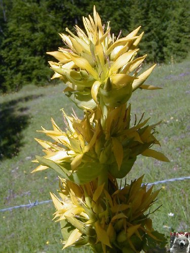 Fleurs de nos champs 0149