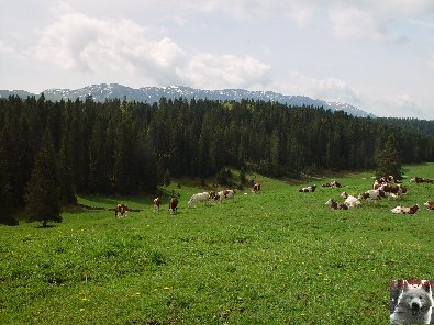 La fruitière à Comté de Grande Rivière [39) 0000