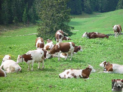 La fruitière à Comté de Grande Rivière [39) 0000a