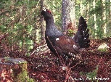 Le Grand Tétras - symbole mythique d'une nature préservée D