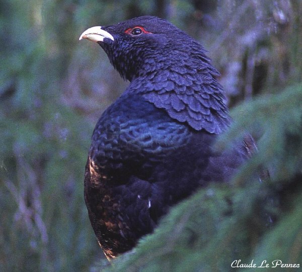 Le Grand Tétras - symbole mythique d'une nature préservée G