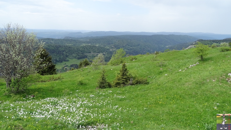 [39-01] : 2018-05-26 : La Croix des Couloirs et Sabots de Vénus - Haut-Jura 2018-05-26_croix_couloirs_18