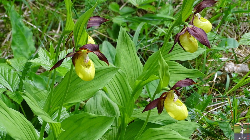 [39-01] : 2018-05-26 : La Croix des Couloirs et Sabots de Vénus - Haut-Jura 2018-05-26_croix_couloirs_40