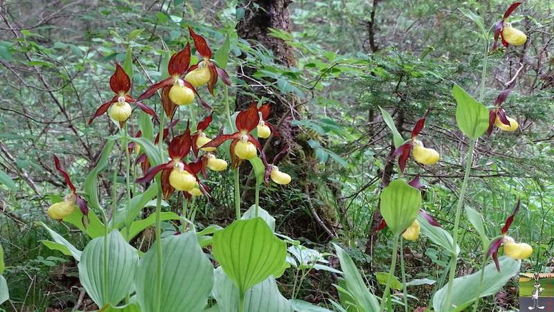 [39-01] : 2018-05-26 : La Croix des Couloirs et Sabots de Vénus - Haut-Jura 2018-05-26_croix_couloirs_45