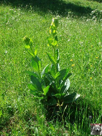 La Gentiane - Fleurs, Racines et Distillation - (25) 0014