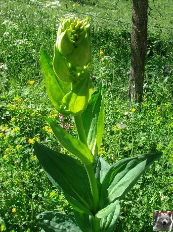 La Gentiane - Fleurs, Racines et Distillation - (25) 0015