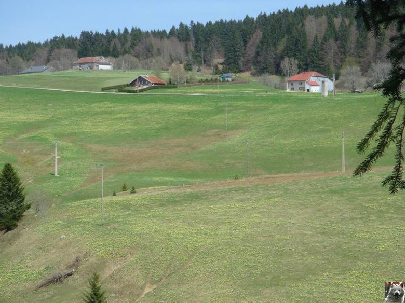 Le Pays de l'Or Jaune - La Pesse (39) 0003