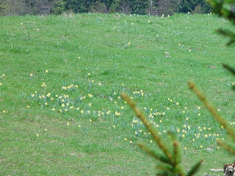 Le Pays de l'Or Jaune - La Pesse (39) 0010