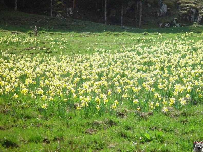 Le Pays de l'Or Jaune - La Pesse (39) 0014