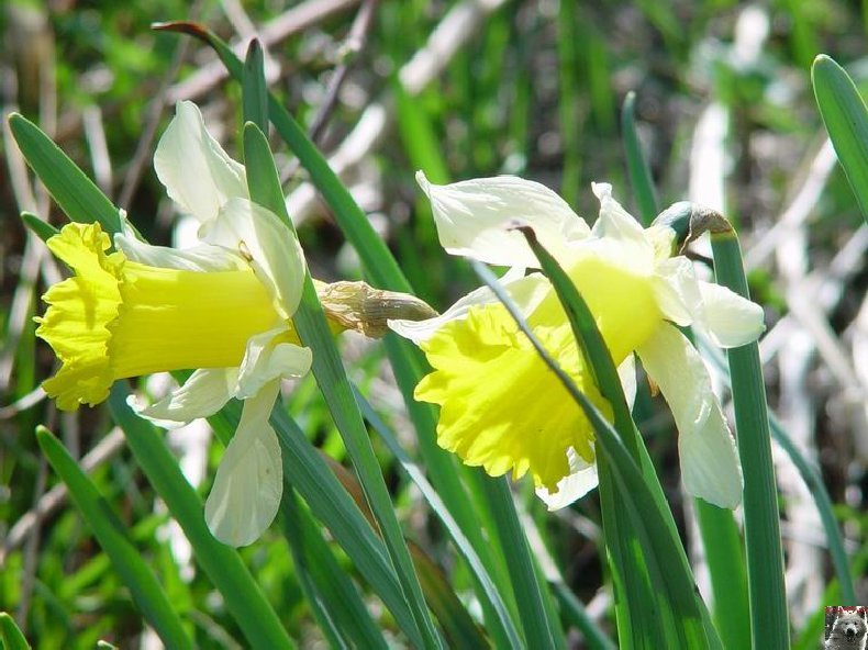 Le Pays de l'Or Jaune - La Pesse (39) 0031