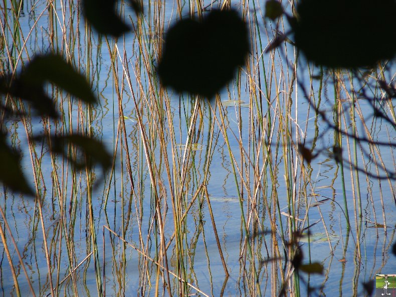 Le lac d'Etival (39) 0008a