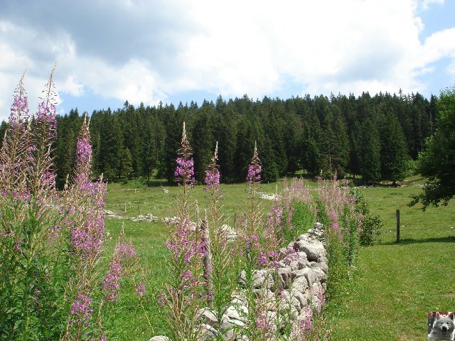 La Maison Michaud - Chapelle des Bois (25) 0078