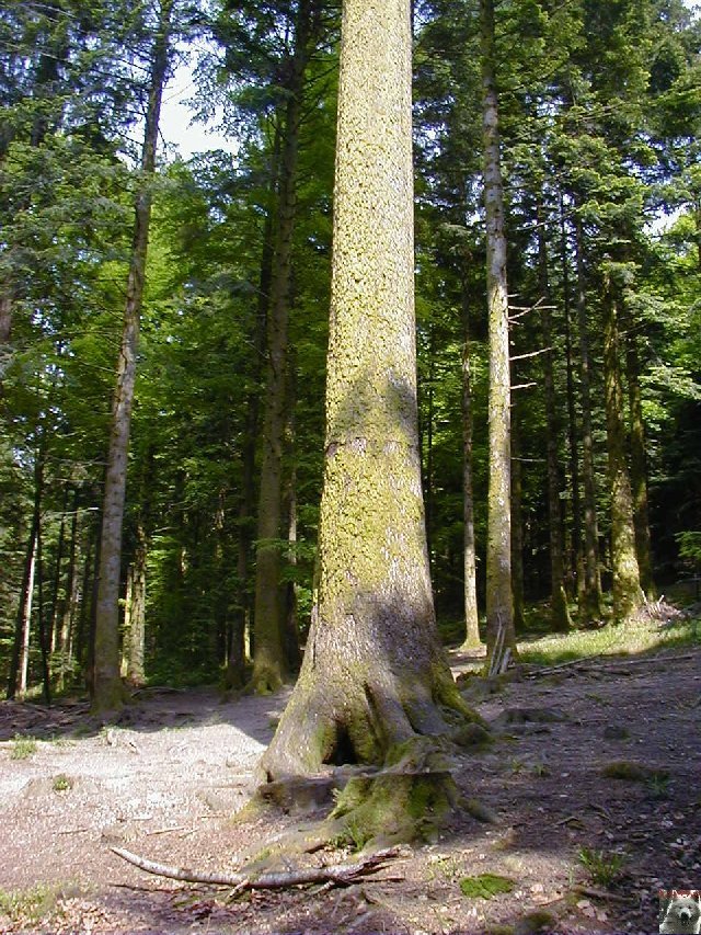 Le Musée de la Boisellerie à Bois d'Amont (39) 0005