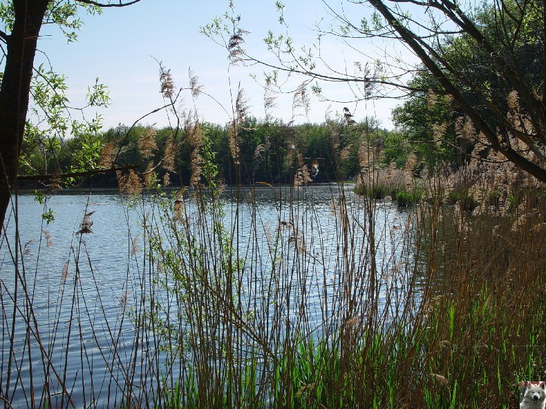 Le parc ornithologique des Dombes - Villars les Dombes (01) 0001