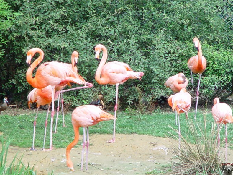 Quelques pensionnaires du Parc ornithologique des Dombes (01) 0004