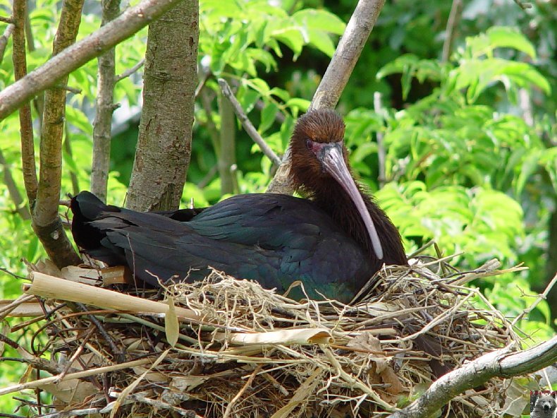 Quelques pensionnaires du Parc ornithologique des Dombes (01) 0005