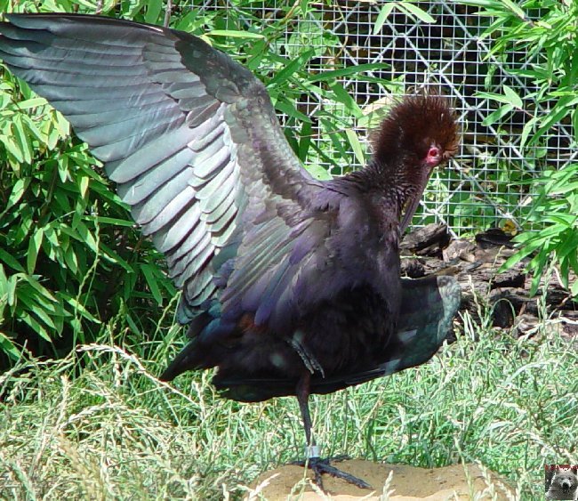 Quelques pensionnaires du Parc ornithologique des Dombes (01) 0010