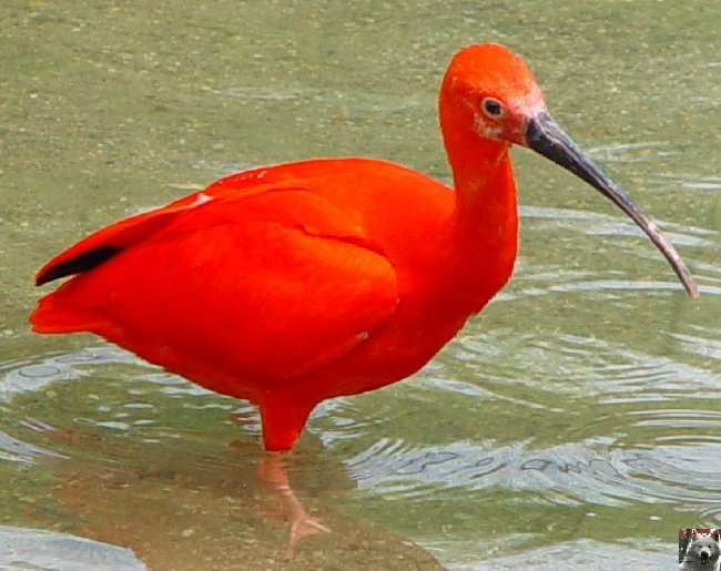 Le parc ornithologique des Dombes - Villars les Dombes (01) 0013