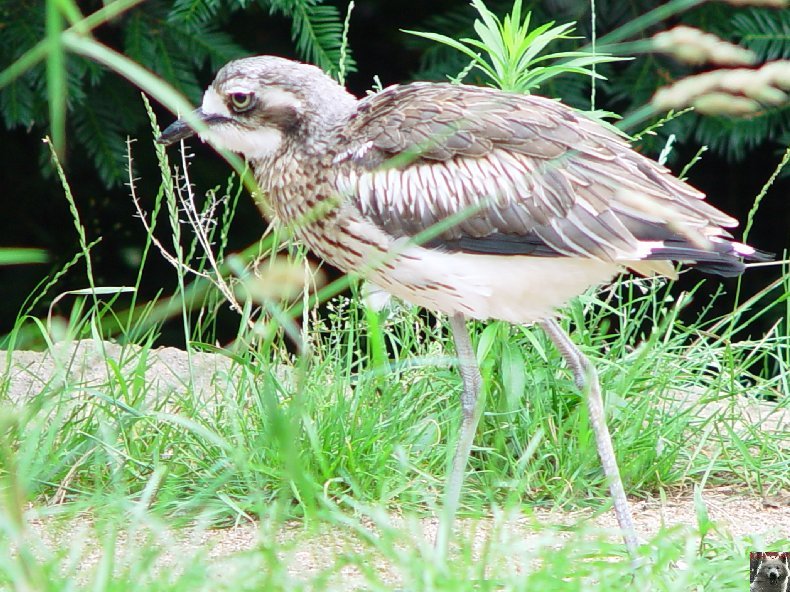 Le parc ornithologique des Dombes - Villars les Dombes (01) 0018