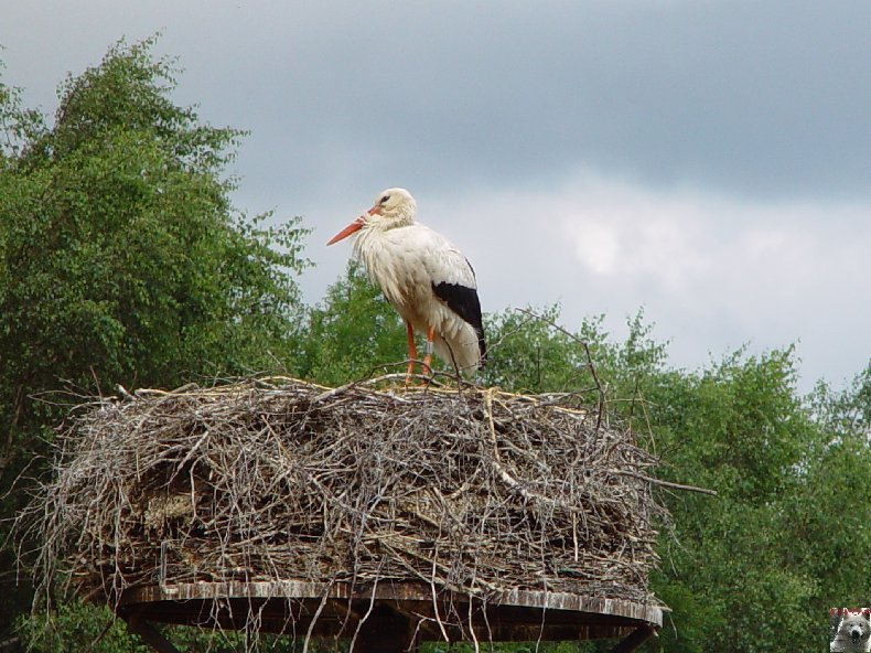 Quelques pensionnaires du Parc ornithologique des Dombes (01) 0019