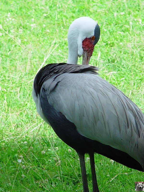 Quelques pensionnaires du Parc ornithologique des Dombes (01) 0020