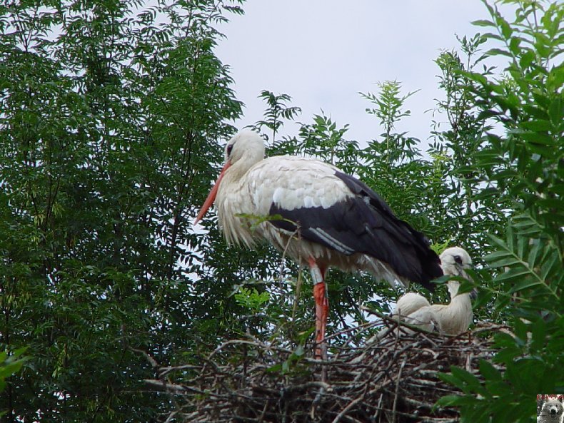 Quelques pensionnaires du Parc ornithologique des Dombes (01) 0022