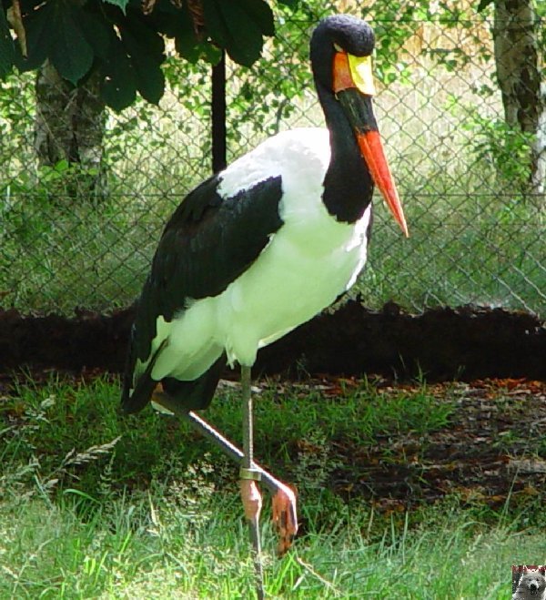 Le parc ornithologique des Dombes - Villars les Dombes (01) 0023