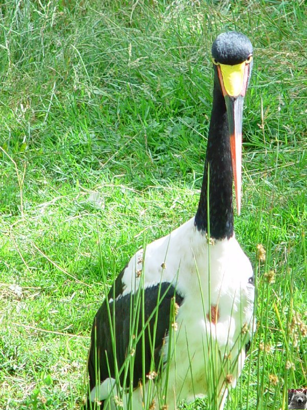 Le parc ornithologique des Dombes - Villars les Dombes (01) 0024