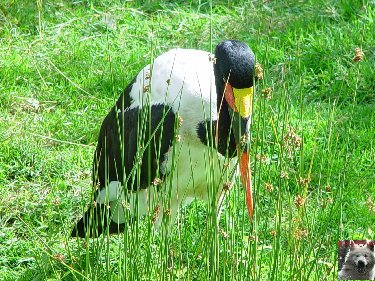 Le parc ornithologique des Dombes - Villars les Dombes (01) 0025