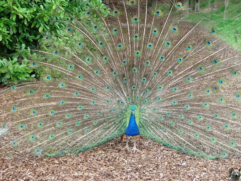 Le parc ornithologique des Dombes - Villars les Dombes (01) 0029