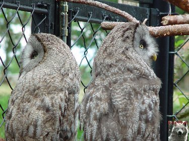 Quelques pensionnaires du Parc ornithologique des Dombes (01) 0036