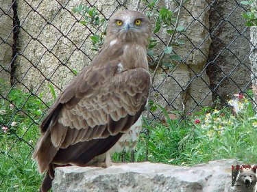 Quelques pensionnaires du Parc ornithologique des Dombes (01) 0040