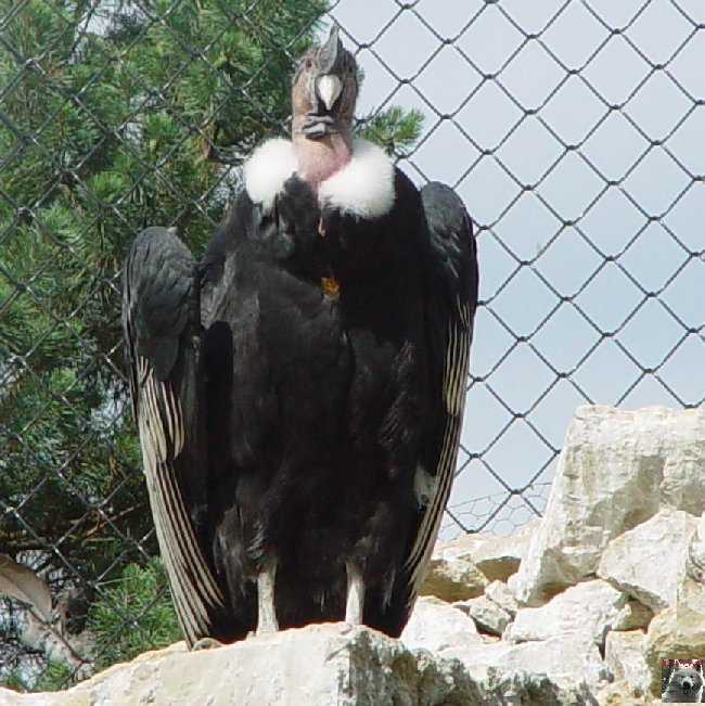 Le parc ornithologique des Dombes - Villars les Dombes (01) 0041