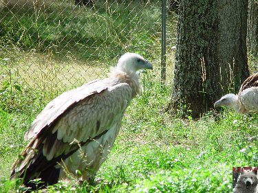 Le parc ornithologique des Dombes - Villars les Dombes (01) 0042