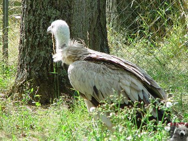 Quelques pensionnaires du Parc ornithologique des Dombes (01) 0043