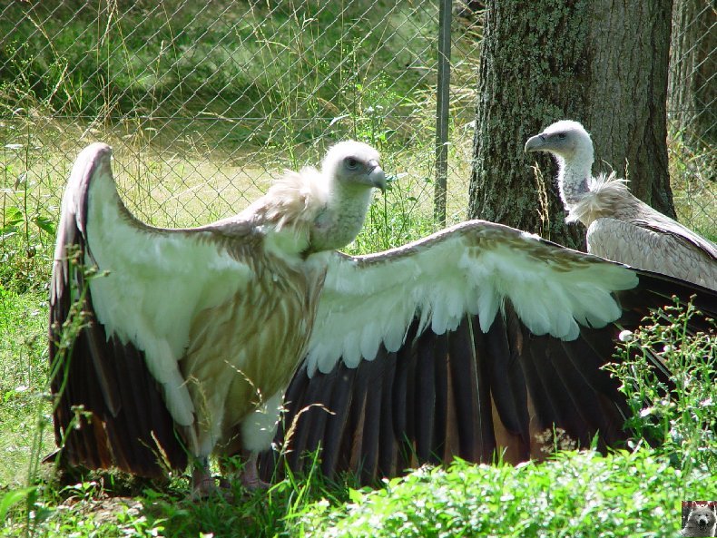 Quelques pensionnaires du Parc ornithologique des Dombes (01) 0044