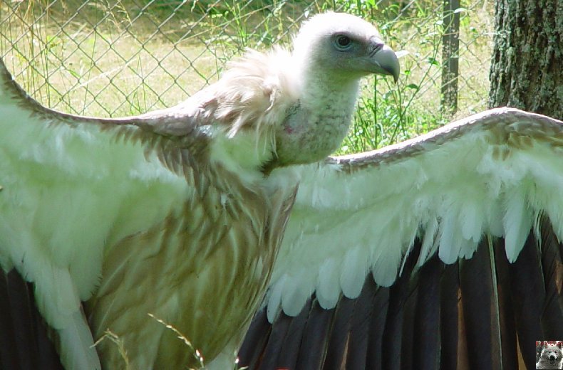 Le parc ornithologique des Dombes - Villars les Dombes (01) 0045