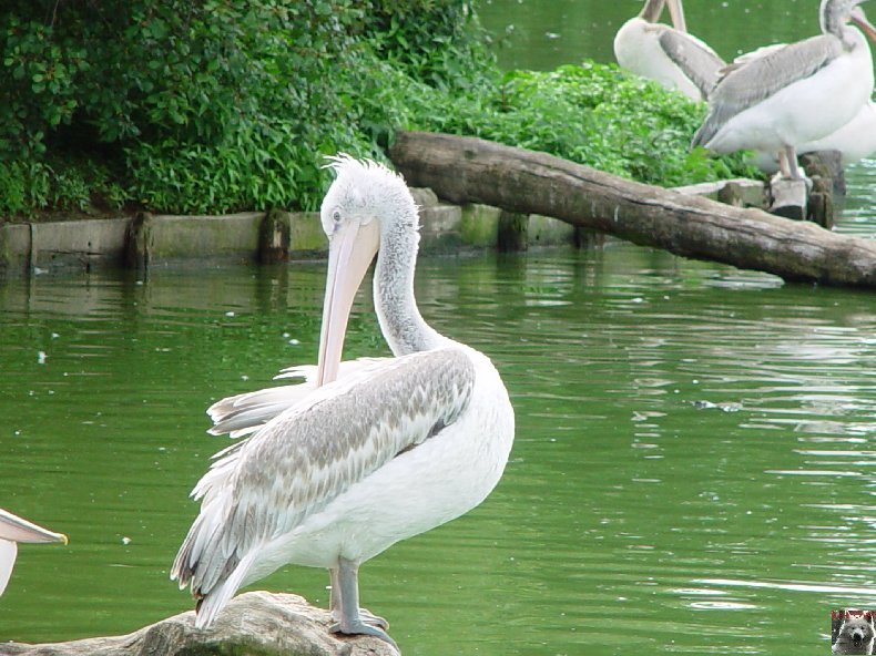 Quelques pensionnaires du Parc ornithologique des Dombes (01) 0050