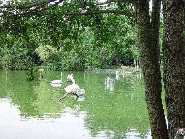 Quelques pensionnaires du Parc ornithologique des Dombes (01) 0051