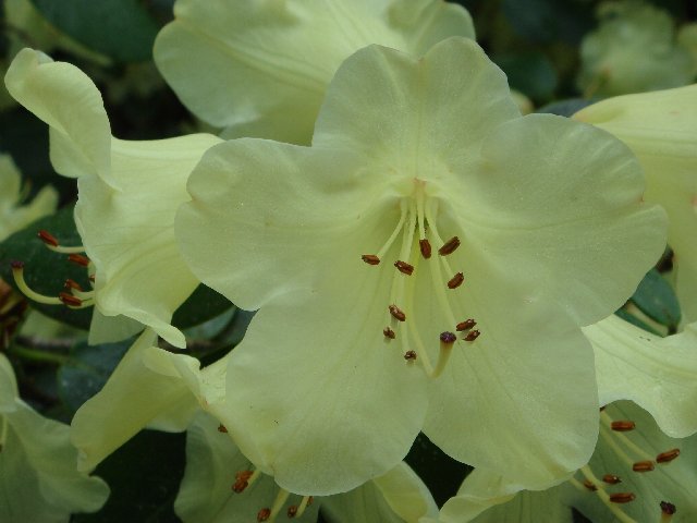 Rhododendrons au jardin botanique de Genève (GE-CH) 0002