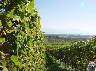 Le vignoble côté Léman (VD) 0002