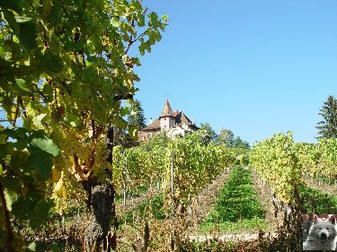 Le vignoble côté Léman (VD) 0003