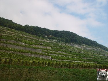 Le vignoble côté Léman (VD) 0008