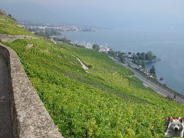 Le vignoble côté Léman (VD) 0016