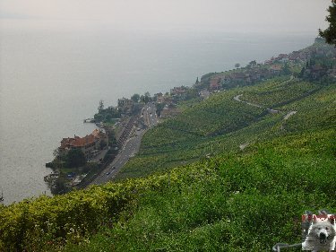 Le vignoble côté Léman (VD) 0017