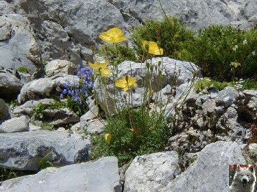 15 Août 2001 - Les Rochers de Nays - Vaud - Suisse 0026