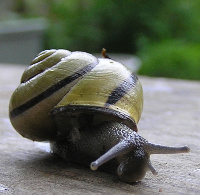 LACAZAVENT,c'est ta fête Escargot